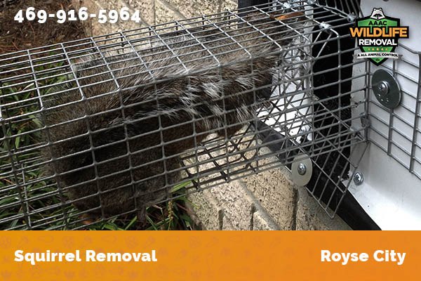 Squirrel Removal Royse City