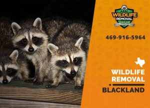 Blackland Wildlife Removal professional removing pest animal