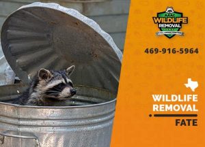 Fate Wildlife Removal professional removing pest animal