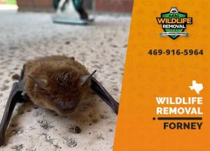 Forney Wildlife Removal professional removing pest animal