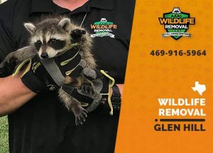 Glen Hill Wildlife Removal professional removing pest animal