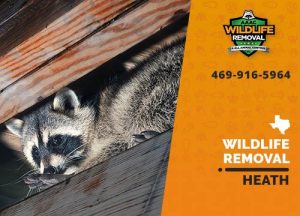 Heath Wildlife Removal professional removing pest animal