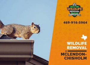 McLendon-Chisholm Wildlife Removal professional removing pest animal