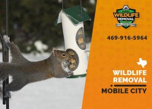 Mobile City Wildlife Removal professional removing pest animal