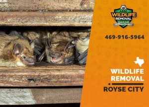 Royse City Wildlife Removal professional removing pest animal