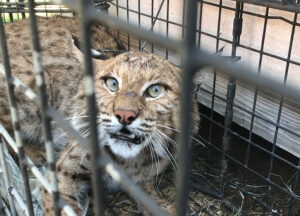 Bobcat in a trap
