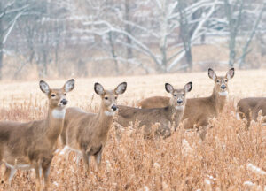 Deer in a field
